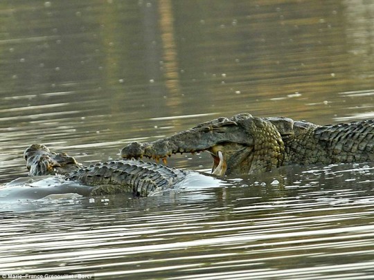 Два крокодила в Австралии