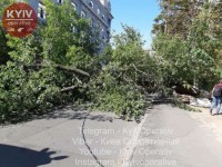 Упавшее дерево