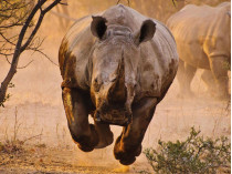 Носорог бежит