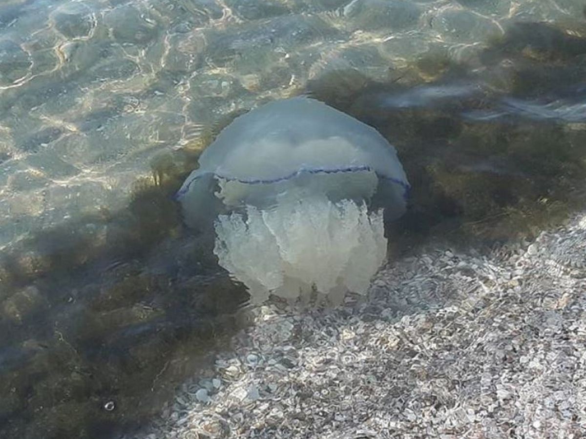 Медузы в азовском море. Корнероты в Азовском море. Нашествие медуз в Азовском море. Ушастая медуза Азовское море.