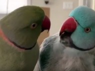 «Человеческий» разговор двух попугаев насмешил сеть (видео)