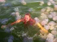 В Кирилловке нашествие огромных жалящих медуз: названа причина (фото, видео)