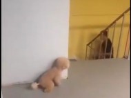 «Такого мы еще не видели»: собака-пранкер, разыгравшая хозяина, насмешила сеть (видео)