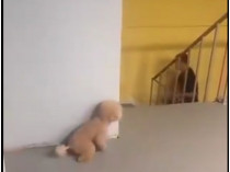 Собака прячется за углом&nbsp;— кадр из видео