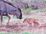  "Яжемать" в действии: в сеть попало душераздирающее видео битвы антилопы с шакалами за своего детеныша
