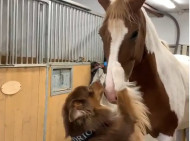 Разница в росте не помеха: сеть умилила дружба собаки с лошадью (видео)