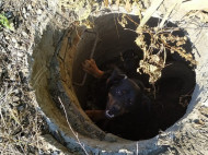 Под Одессой всем миром спасали собаку: подробности операции (фото)