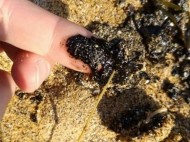 Разлив нефти в Черном море: под угрозой городские пляжи Одессы