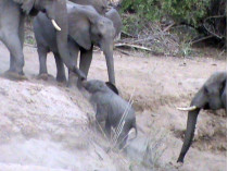 Слоны помогают слоненку