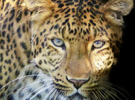 Новое развлечение в интернете: на фото ищут леопарда