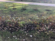 Вандалы украли цветы и кусты из обновленного парка "Победа" в Киеве: фото последствий
