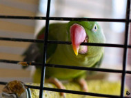 Свободу пернатым! В Голландии за решетку бросили попугая, который «стоял на шухере» при ограблении