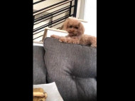 Сеть рассмешила реакция собаки, которой хозяин не дает вафли (видео)