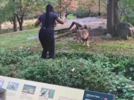 Лев оказался умнее: посетительница зоопарка забралась в вольер к хищнику и стала его дразнить (видео)