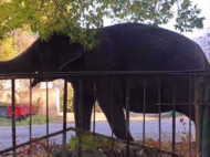 Могла произойти трагедия: слон пытался сломать забор детского сада в Харькове (видео)