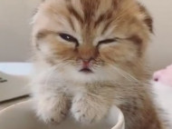 Милый котенок, который борется со сном над чашкой кофе, покорил сеть (видео)