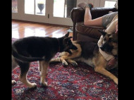 «Ну, ты меня и достал»: игривый щенок пристает к собаке постарше (видео)