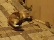 Бесстрашная мышь дала отпор коту, повергнув его в шок (видео)