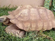 Старейшая в мире черепаха умерла в возрасте 344 лет во дворце 