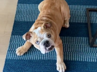 Виновен, но прощен: Риз Уизерспун забавно отчитала свою собаку за порчу коврика (фото)