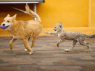 Одинокий детеныш гепарда подружился с собакой: милые фото и видео