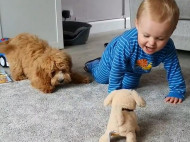 Очаровательный щенок сражается за внимание полуторагодовалого сына хозяев с собакой-игрушкой (видео)