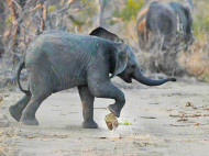 В Африке засняли забавное видео со слоненком, играющим в футбол "мячом" из навоза 