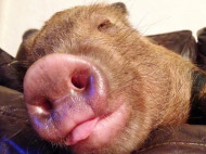 «Мини-пиг», которого семья купила в качестве домашнего любимца, неожиданно вырос в 180-килограммовую свинью (фото)