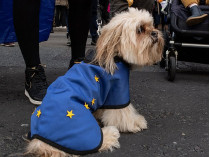 Собака в комбинезоне с символикой ЕС