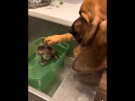 Собачье успокоительное: пес гладит лапой по голове котенка, который принимает ванну (видео)