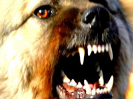 Жуткая смерть: на Черниговщине собаки растерзали старушку (видео)