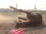 Королева мелодрамы: лошадь падает и умело притворяется мертвой, когда кто-то пытается сесть на нее верхом (видео) 