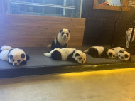 Хозяин кафе в Китае покрасил собак «под панду» и вызвал гнев защитников животных (фото, видео)