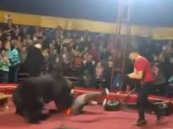 В цирке медведь напал на дрессировщика: в сеть попало страшное видео