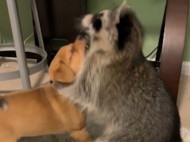 «Борцовский поединок» между щенком и енотом умилил сеть (видео) 