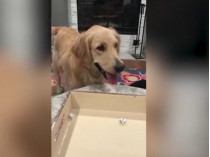 Собака возле игральной доски