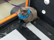 Ленивая кошка обманула беговую дорожку: в сеть выложили забавное видео