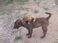 Собака подобрала потерявшуюся малышку-обезьянку и отнесла ее в полицию (видео)