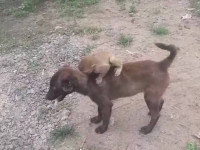 Собака и обезьянка