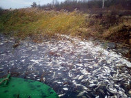 Экологическая катастрофа под Херсоном: в Днепре массово гибнет рыба (фото)