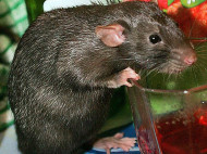 «Топ-шаурма» с мышами: в Харькове в витрине киоска замечен жирный грызун (видео)