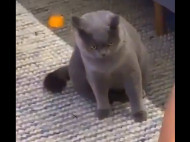 Видео шокированного кота, ревнующего хозяина к котенку, стало вирусным в сети 