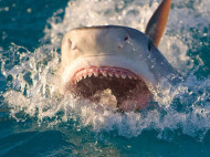 Туриста съела акула: в желудке хищницы нашли лишь руку с обручальным кольцом 
