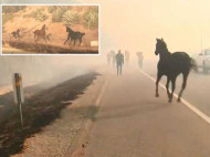 Отважный конь победил огонь: скакун сумел вывести из пламени свою семью (видео)