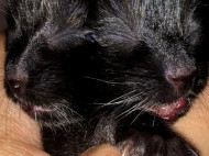 Двуликий котенок выжил вопреки прогнозам и счастлив, поселившись в семье ветеринара (фото, видео) 
