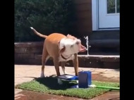 Томимый жаждой пес насмешил сеть попытками напиться из фонтана (видео)