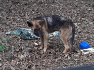 Сеть поразила история брошенной собаки, три дня прождавшей хозяина в лесу под Днепром (фото)