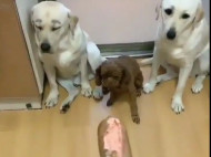 «Кто cгрыз колбасу?»: псы выдали виновного на учиненном хозяином допросе (видео)