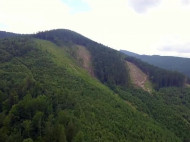 Зеленский утвердил запрет на вырубку карпатских лесов: что предусматривает закон