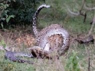 Питон решил закусить леопардом, но сам стал жертвой предполагаемого обеда (фото, видео)